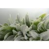 Faux Lamb's Ear Wreath - 17.7"